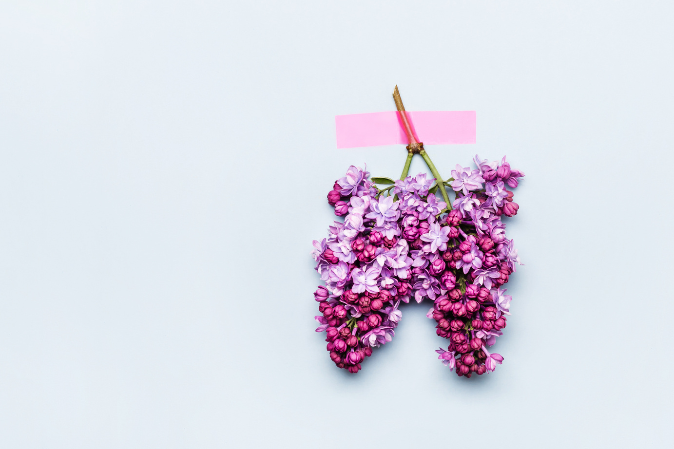 Lungs Made of Flowering Branches of Lilac.